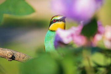 beautiful bird among flowers and greenery