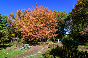 Naklejka premium Minimalist monochrome background with large red and orange leaves on branches of oak trees in the Japanese Garden from Herastrau Park in Bucharest, Romania, in a sunny autumn day.