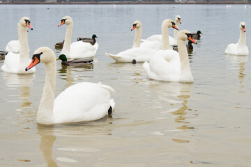 Beautiful Mute Swan ( Cygnus olor ) swimming in the Crystal Clear deep lake
