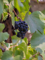 bunch of grapes