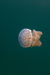 Photo of mastigiidae stingless jellyfish at Mariona Lake