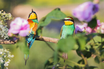 couple of beautiful bird among flowers and greenery