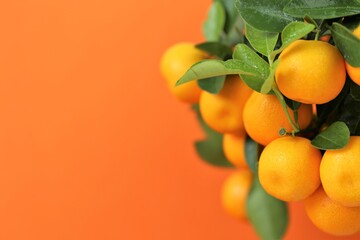 Tangerines bush.  ripe tangerines branch on bright orange background. Tangerines on a citrus tree...