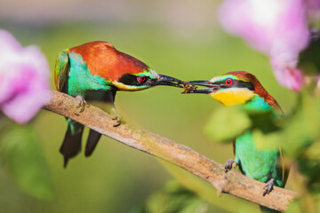 courtship of colorful birds of paradise