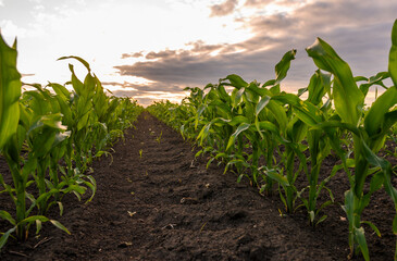Open corn field at sunset.