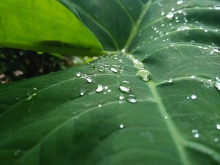 Rain drops on Green leaves