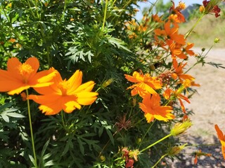 orange flowers in the garden