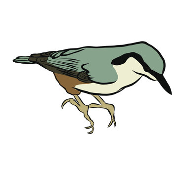 recommend clip art: Color vector illustration of a common nuthatch on a white background. Bird illustration for postcards, books and magazines.
