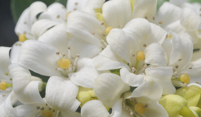 Fototapeta na wymiar Orange jasmine flower blossom, Murraya paniculata