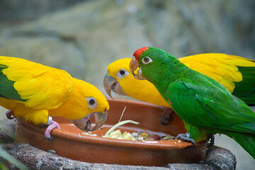 parrot