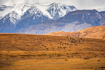 Panoramic Landscape of Spiti valley with snow capped mountains in background near agriculture fields of Hikkim and Komic village of Kaza town in Lahaul & Spiti district of Himachal Pradesh, India.