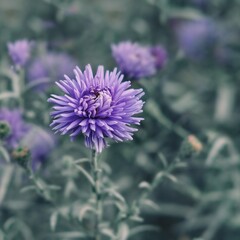  Selective focus to violet-lavender Aster Alpinus or blue Alpine Daisy on blurred garden flower bed background in trendy color Tidewater Green.