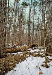 Pine forest in melting snow.