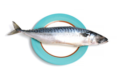 mackerel fish frozen