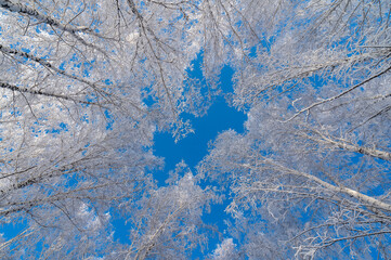 snow-covered branches, tree crowns and blue sky