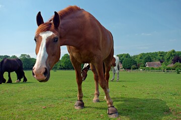 Close up of a brown horse with an apron face