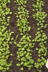 Arugula on the bed. The first vegetables in the garden in early spring. Eco cultivation of radishes on raised beds without the use of fertilizers. Arugula sprouts on soil.