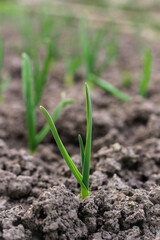 Small green onion sprouts on a bed of black soil. Cultivation of onions in the garden. Leaves and spicy vegetable crops.