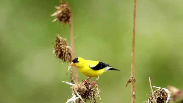 American Goldfinch, adult male on seed head eating seeds