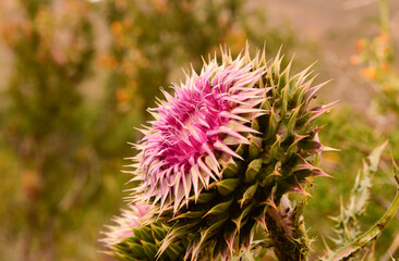 Thistle flower isolated on natural background