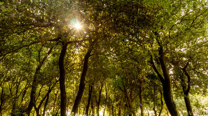 sun shine behind the trees in the forest
