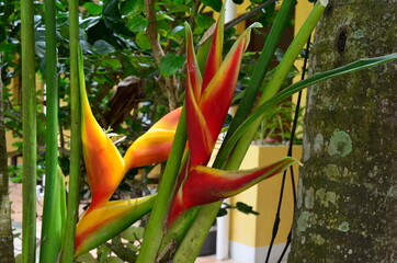 bird of paradise flower
