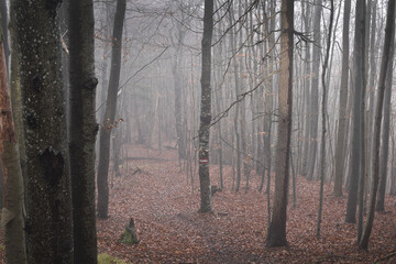 Wald im Nebel, Novemberwald mit Laub auf dem Boden, weichem Licht, Buchen