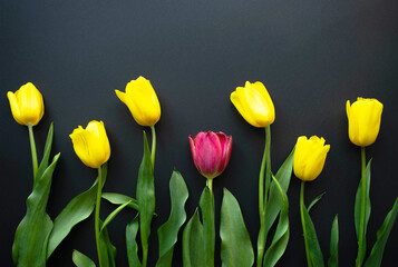 Be different from others. The one and only red tulip flower among all the yellow ones. Row of...