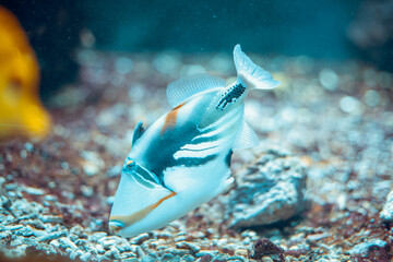 colorful fish in the aquarium at the zoo