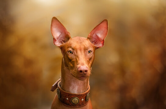 pharaoh hound beautiful portraits of a magical breed in autumn park
