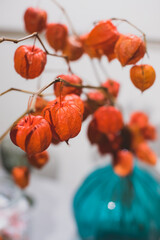 The wonderful autumn still life of dried physalis