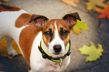 jack russell terrier little funny dog ​​on an autumn walk in the park
