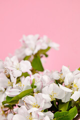 Apple tree branch with pink and white spring flowers on pink background
