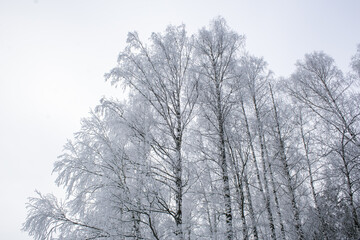 snow covered trees in winter, frost