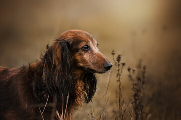 autumn walk with the dog portrait of a dachshund in gentle colors
