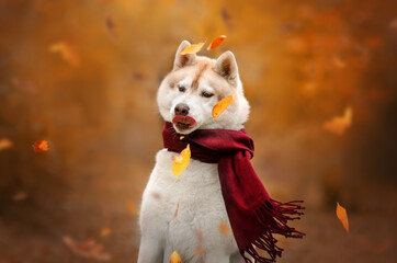 husky dog ​​autumn background beautiful portrait magic light
