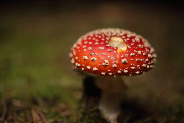 Close-up picture of a Amanita poisonous mushroom in nature