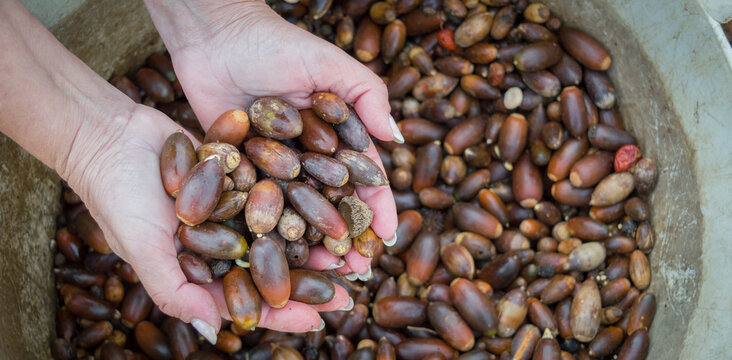 manos con un pu&ntilde;ado de bellotas de encina