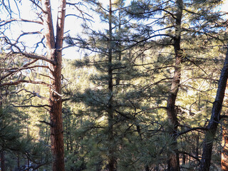 Mountain Hike In Evergreens Flatirons 