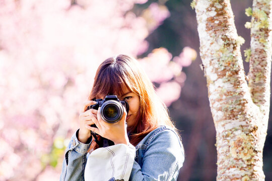 Photographer girl Shooting from Prunus cerasoides Wild Himalayan Cherry.