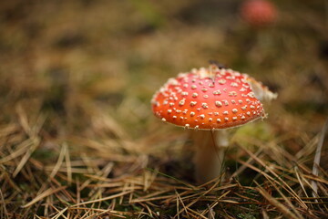 Close-up picture of a Amanita poisonous mushroom in nature