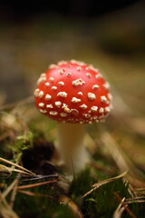 Close-up picture of a Amanita poisonous mushroom in nature