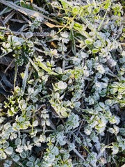Closeup natural background from green leaves and grass covered with hoarfrost.