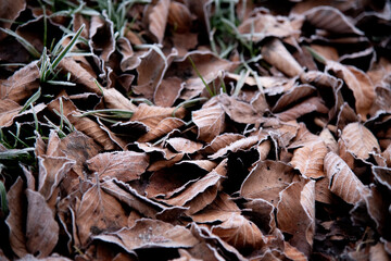 Vereistes Laub am Rande eines Feldes