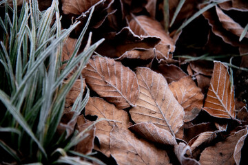 Gefrorenes Gras und Blätter im Winter