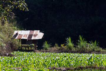 Cottage with a vegetabl