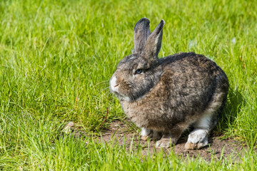 Gray bunny rabbit hare sitting on green grass.