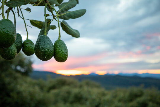 AGUACATE COLGANDO DE &Aacute;RBOL CON PAISAJE DE AMANECER DE FONDO