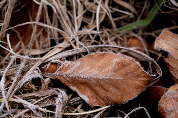 Getrocknetes Gras und Blätter im Winter