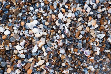 Warm Seashells and sea rock background. Top view.